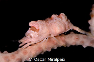 mediterranean white coral shrimp by Oscar Miralpeix 